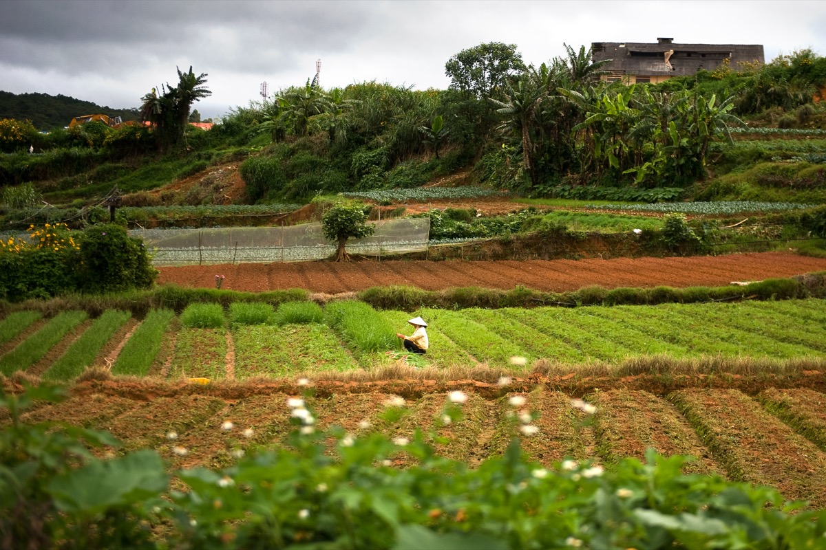 Highland farmland patterns in Dalat, 2010